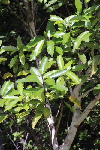 Melicytus ramiflorus (Whitey Wood) — photo