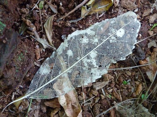 Melicytus ramiflorus (Whitey Wood) — photo
