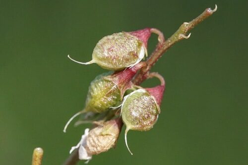 Melilotus albus (White Melilot) — photo