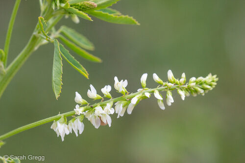 Melilotus albus (White Melilot) — photo