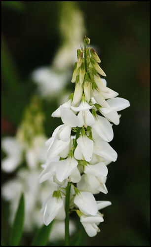 Melilotus albus