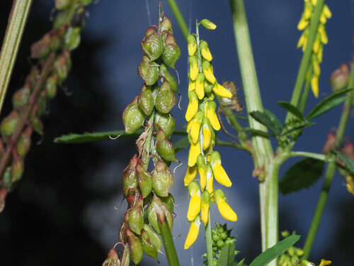 Melilotus altissimus (Tall Melilot) — photo