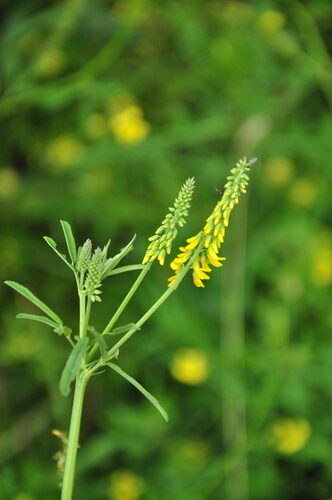 Melilotus altissimus (Tall Melilot) — photo