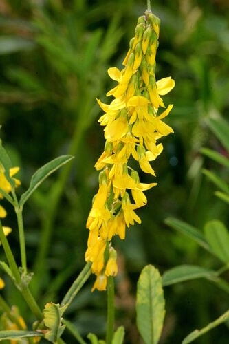 Melilotus altissimus