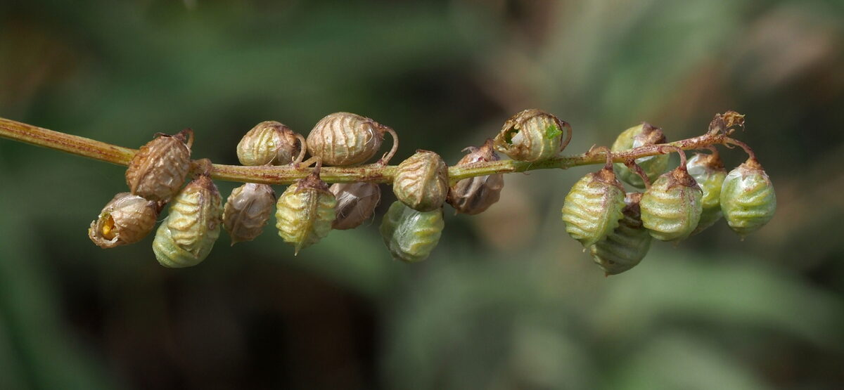 Melilotus elegans (Elegant sweetclover) — photo