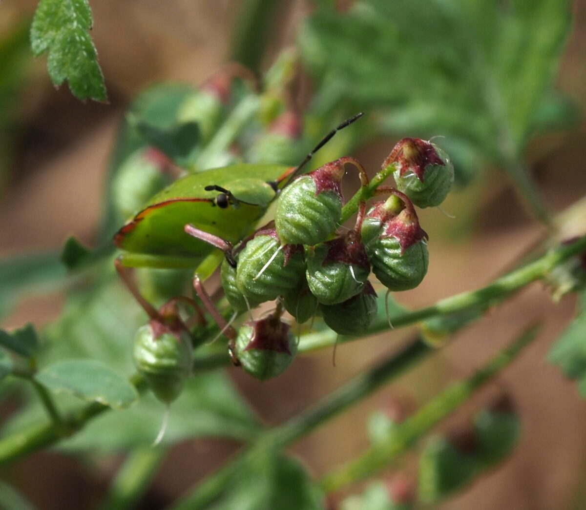 Melilotus elegans (Elegant sweetclover) — photo