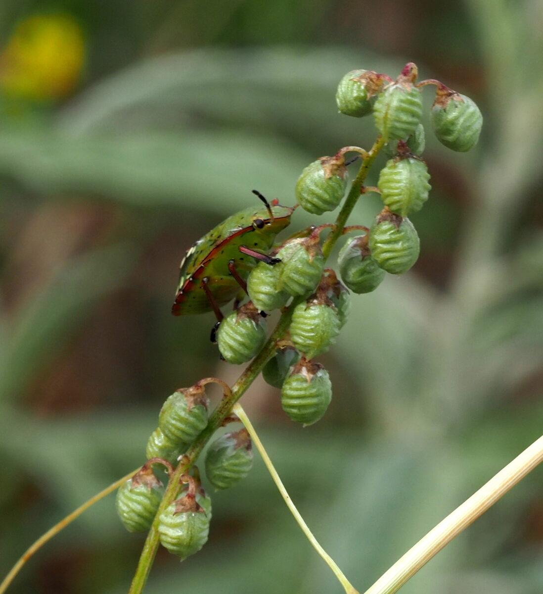 Melilotus elegans