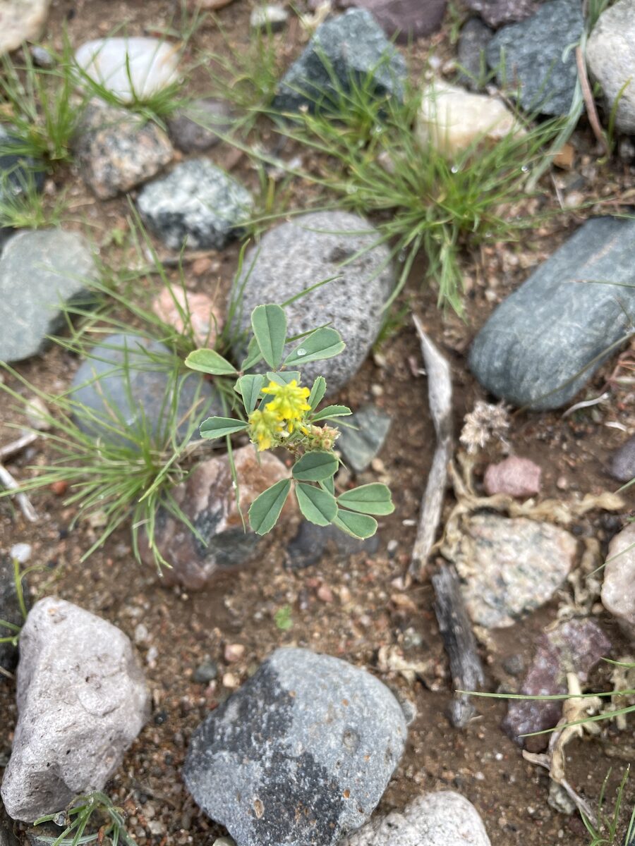 Melilotus indicus - (L.)All. (Annual Yellow Sweetclover) — photo