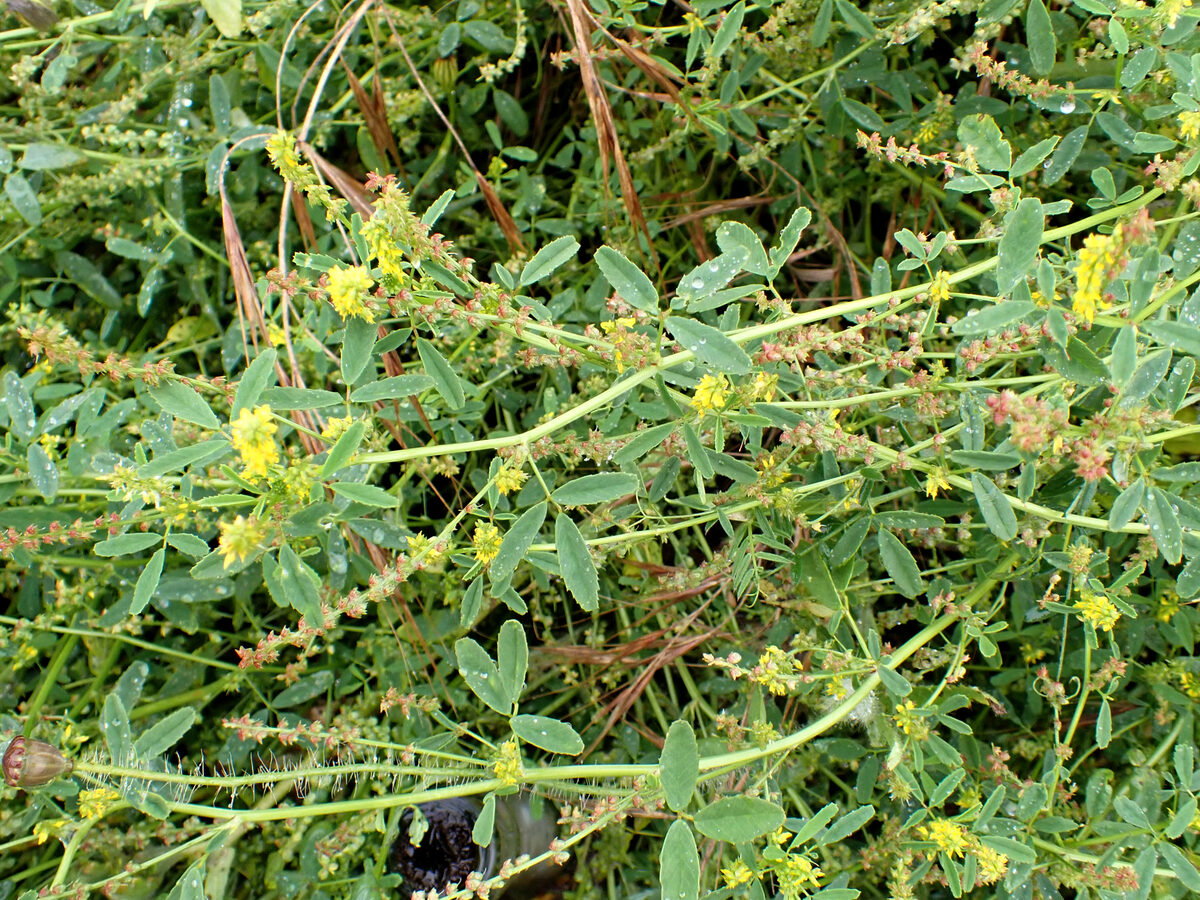Melilotus indicus - (L.)All. (Annual Yellow Sweetclover) — photo