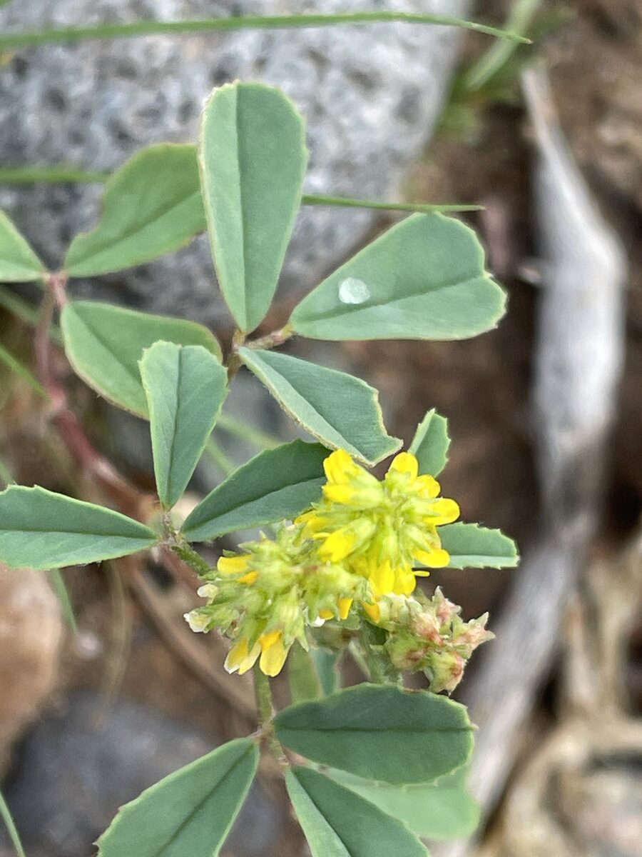 Melilotus indicus - (L.)All.