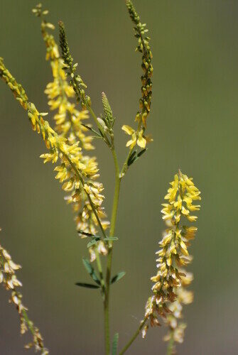 Melilotus officinalis (Melilot) — photo