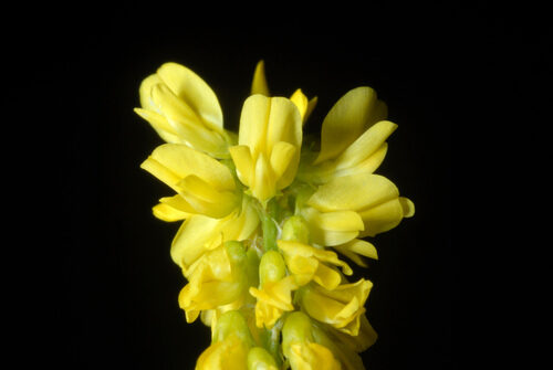 Melilotus officinalis (Melilot) — photo