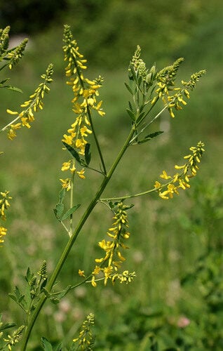 Melilotus officinalis