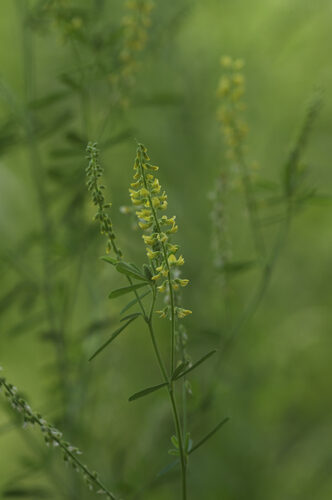 Melilotus suaveolens (Sweetclover) — photo