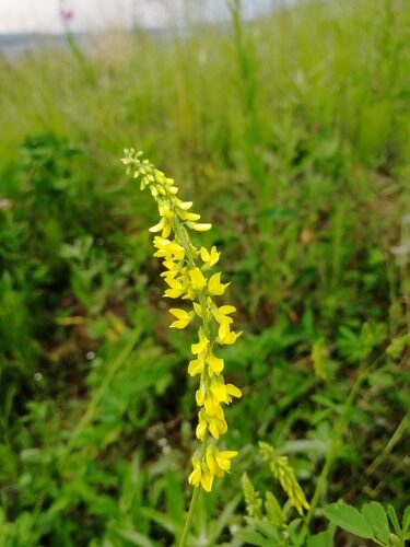 Melilotus suaveolens (Sweetclover) — photo
