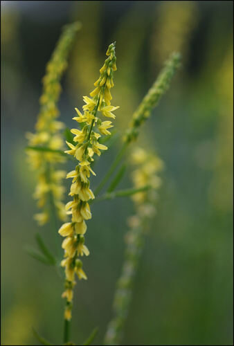 Melilotus wolgicus (Sweetclover) — photo