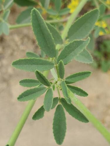 Melilotus wolgicus (Sweetclover) — photo