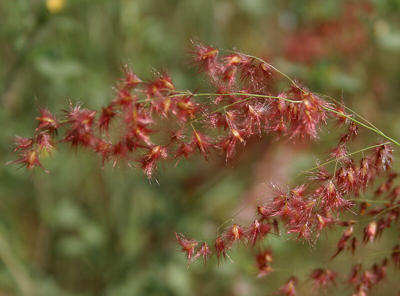 Melinis repens (Natal red-top) — photo