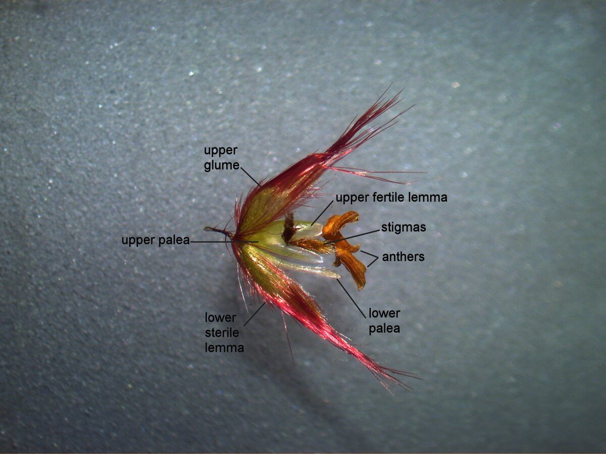 Melinis repens
