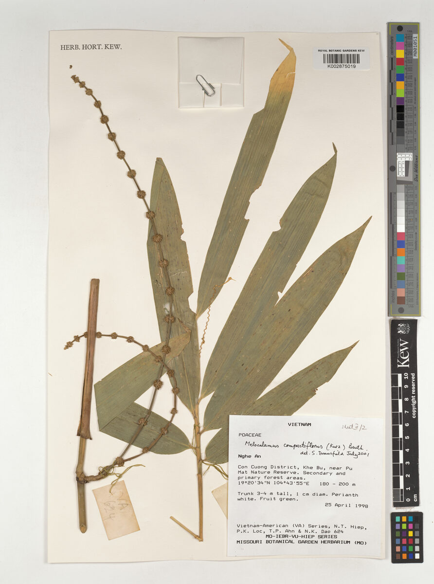 Melocalamus compactiflorus (Bangladesh scrambling bamboo) — photo