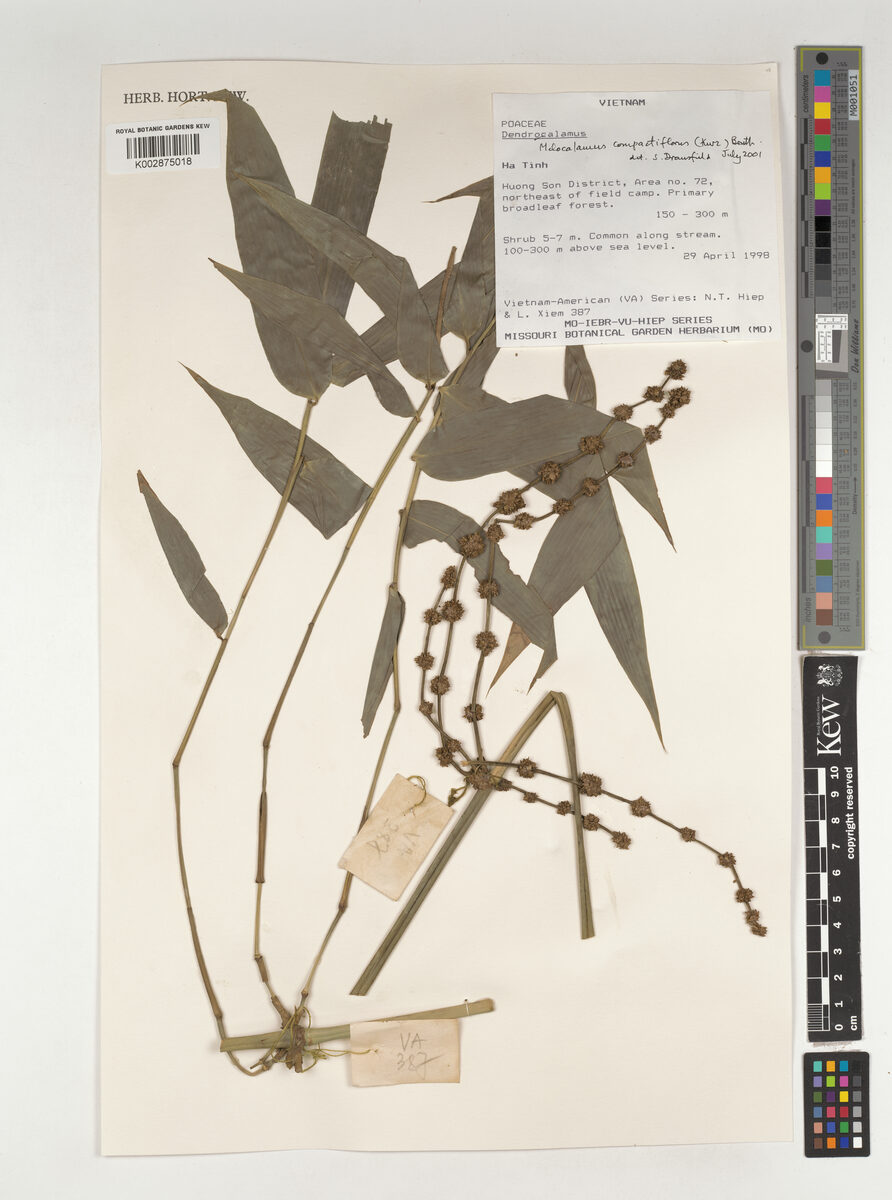 Melocalamus compactiflorus (Bangladesh scrambling bamboo) — photo