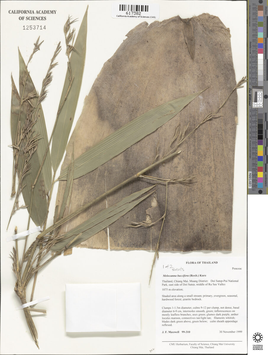 Melocanna baccifera - (Roxb.) Kurz (Berry Bamboo. Mali bamboo) — photo
