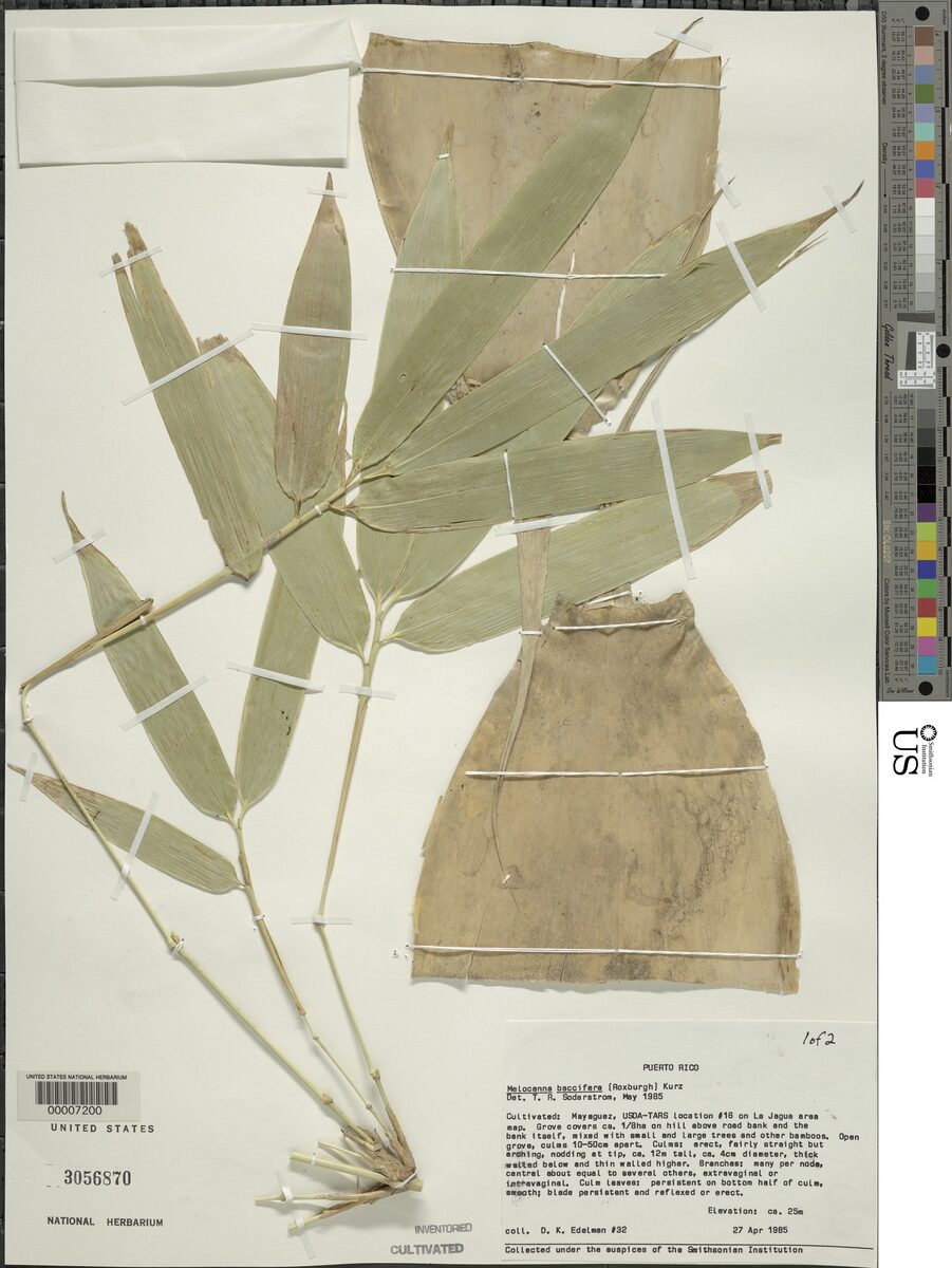 Melocanna baccifera - (Roxb.) Kurz (Berry Bamboo. Mali bamboo) — photo
