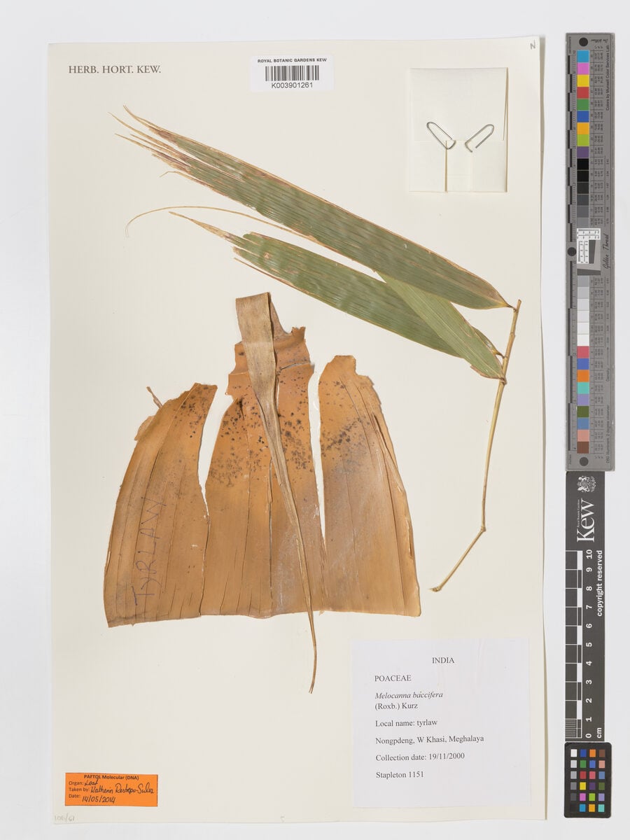 Melocanna baccifera - (Roxb.) Kurz