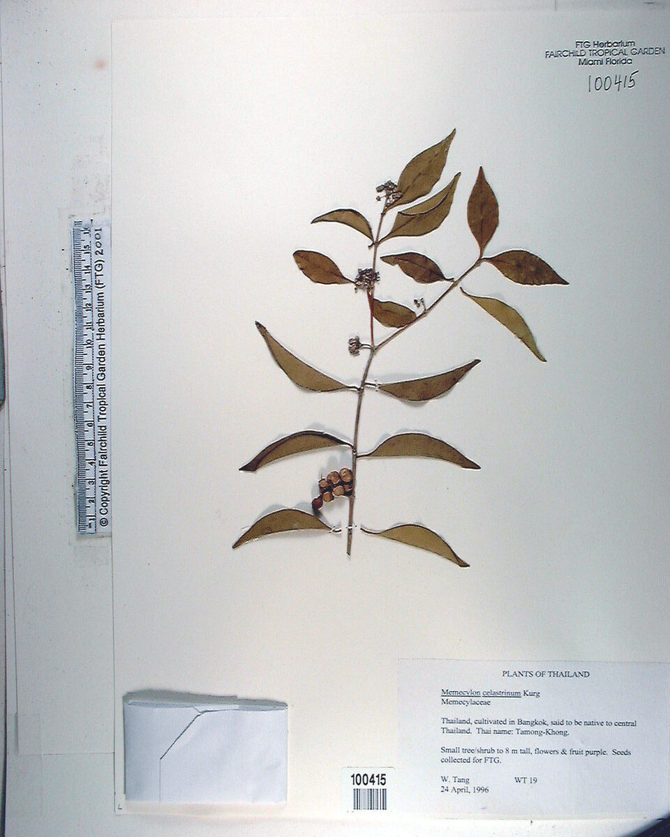 Memecylon celastrinum