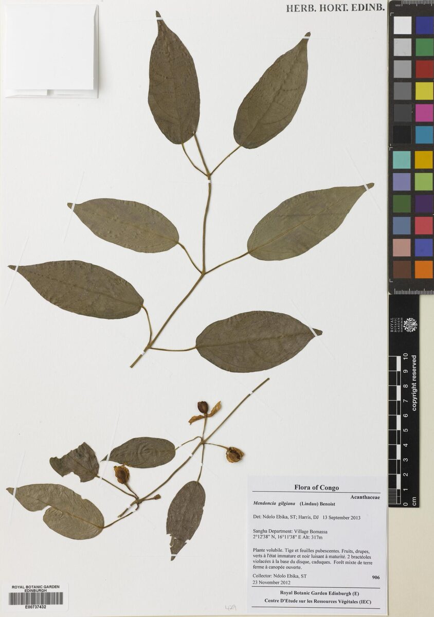 Mendoncia gilgiana — photo
