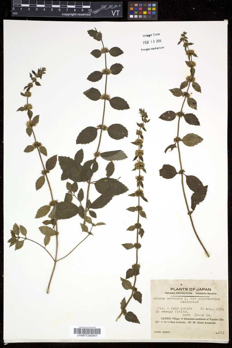 Mentha arvensis piperascens (Japanese Mint) — photo