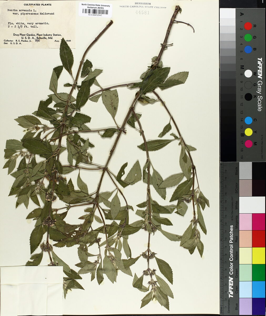 Mentha arvensis piperascens (Japanese Mint) — photo