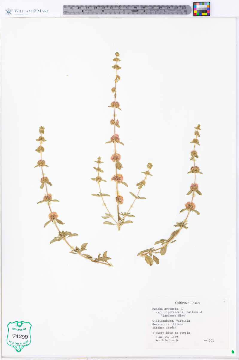 Mentha arvensis piperascens