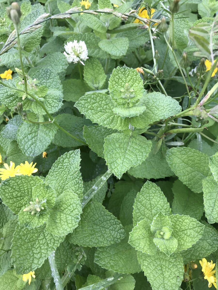 Mentha arvensis villosa - (Benth.)S.R.Stewart. (American Wild Mint) — photo