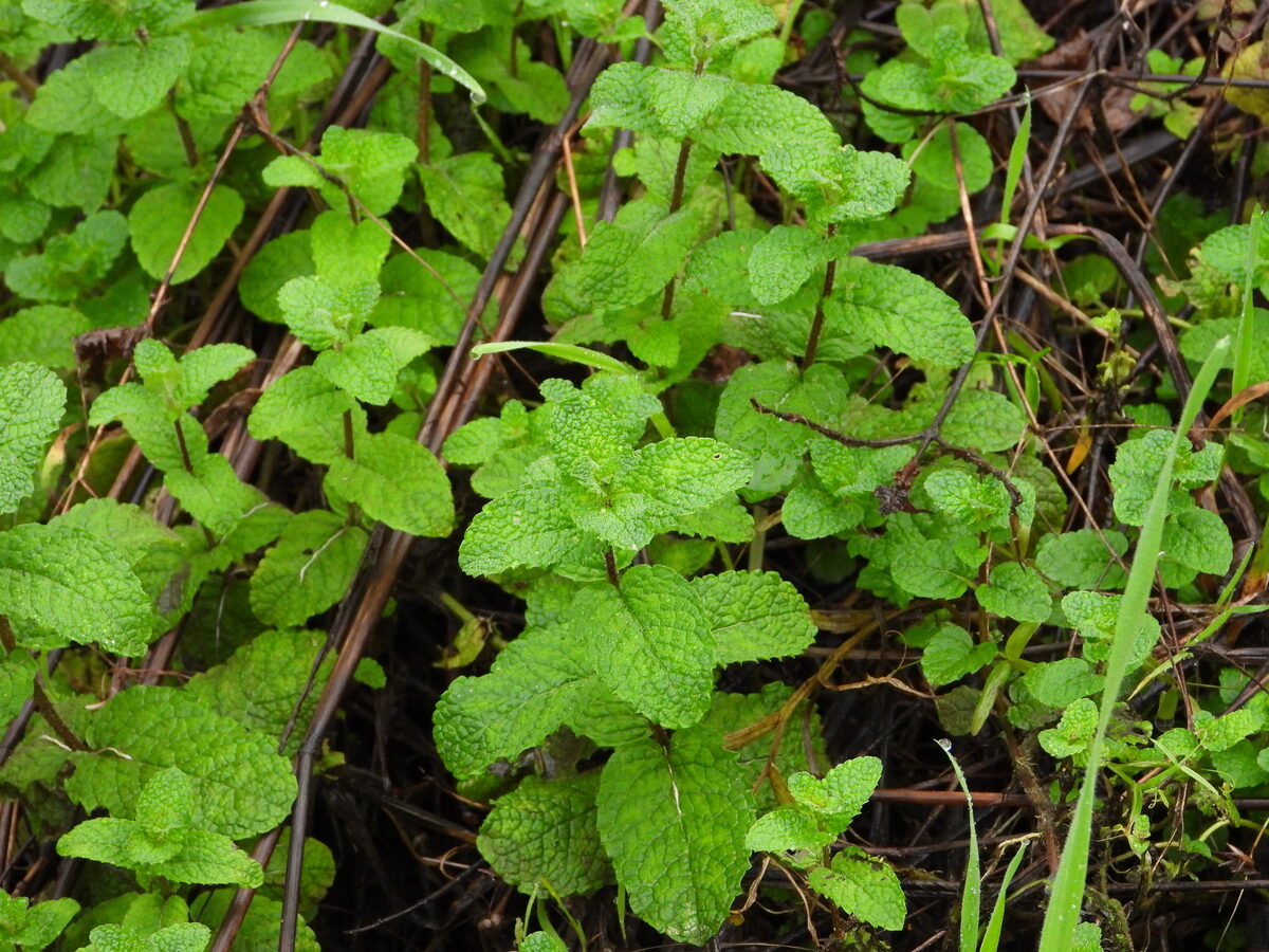 Mentha arvensis villosa - (Benth.)S.R.Stewart. (American Wild Mint) — photo