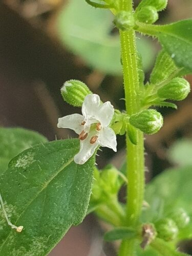 Mentha diemenica — photo