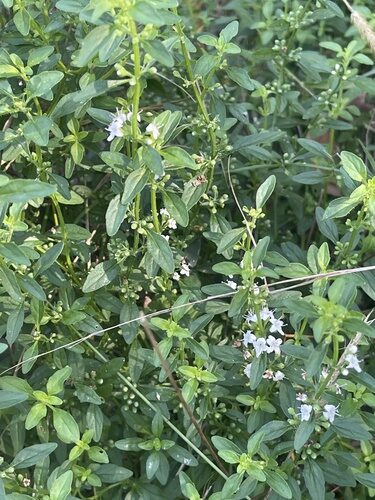 Mentha diemenica — photo