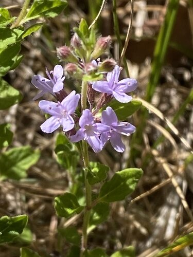 Mentha diemenica