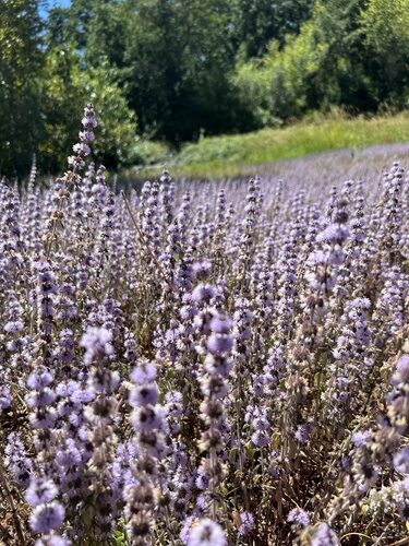 Mentha pulegium (Pennyroyal) — photo