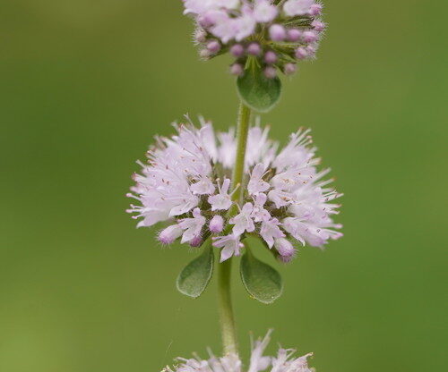 Mentha pulegium (Pennyroyal) — photo