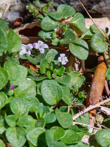 Mentha requienii (Corsican Mint) — photo