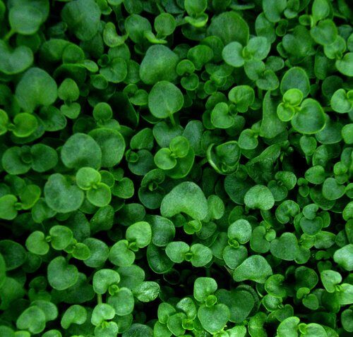 Mentha requienii (Corsican Mint) — photo