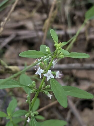 Mentha satureioides (Native Pennyroyal) — photo