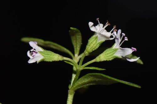 Mentha satureioides (Native Pennyroyal) — photo