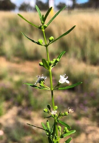 Mentha satureioides