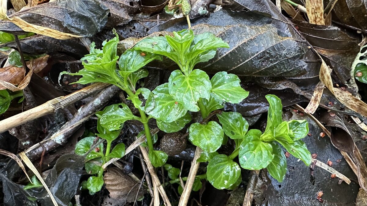 Mentha species - .