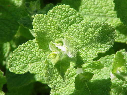 Mentha suaveolens (Round-Leaved Mint) — photo
