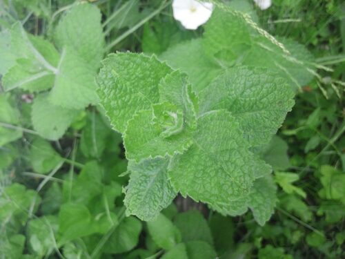 Mentha suaveolens (Round-Leaved Mint) — photo