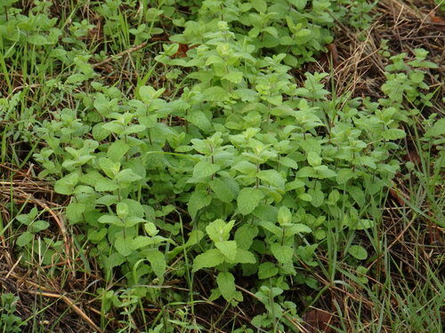 Mentha suaveolens