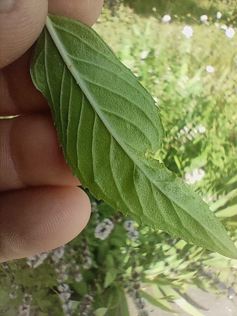 Mentha x gracilis (Ginger Mint) — photo